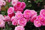 13917348_T2.jpg