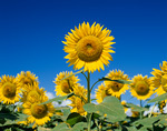 17100051_T2.jpg
